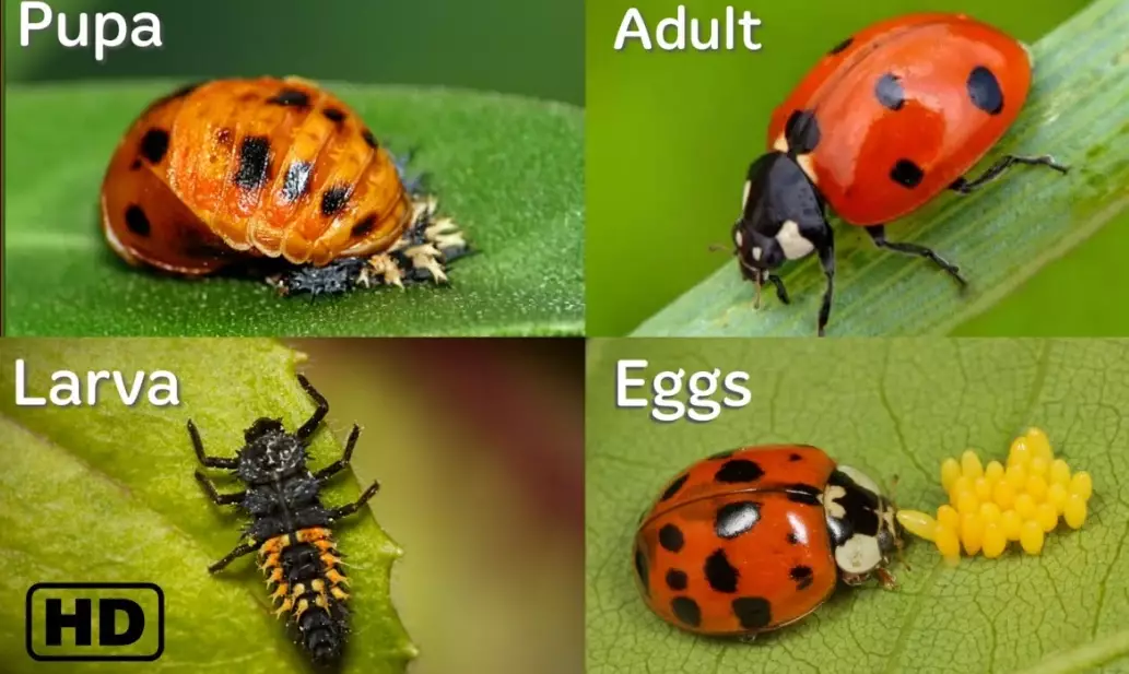 ladybug eggs