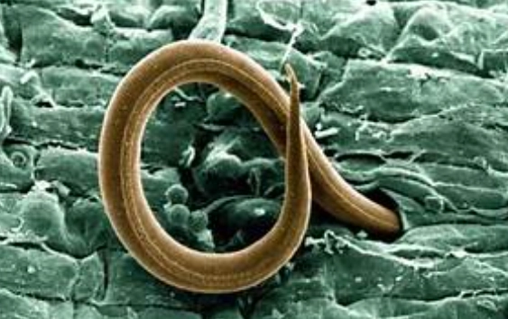 root knot nematodes