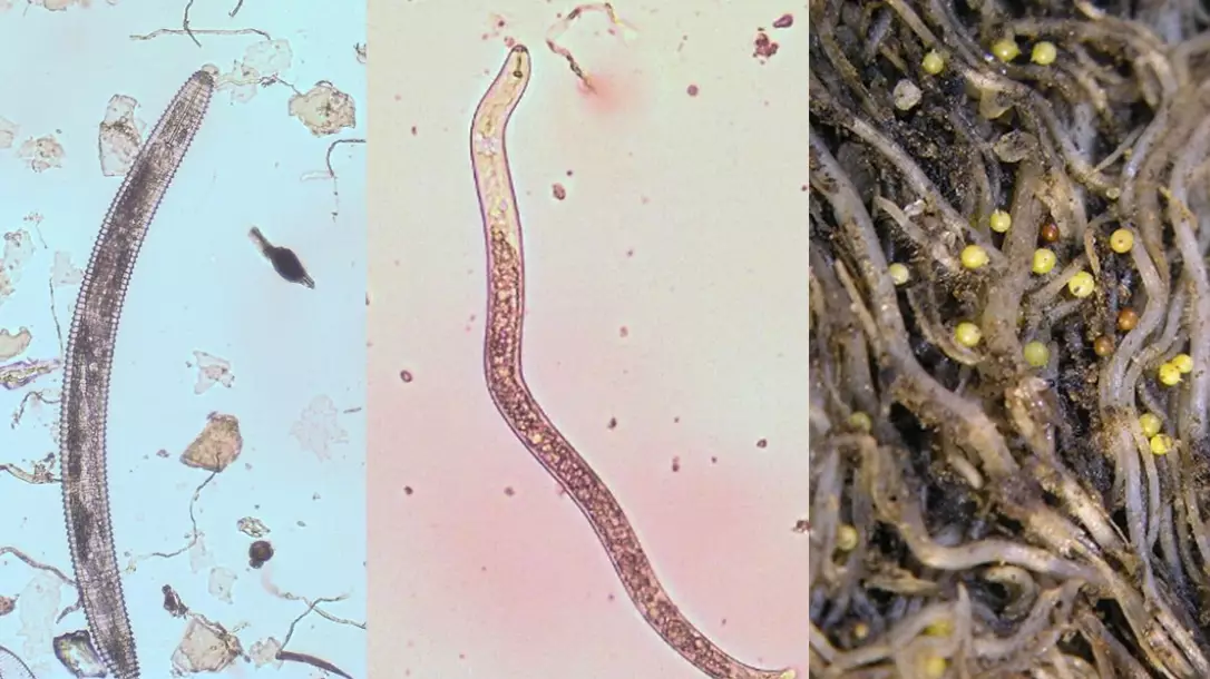 beneficial nematodes