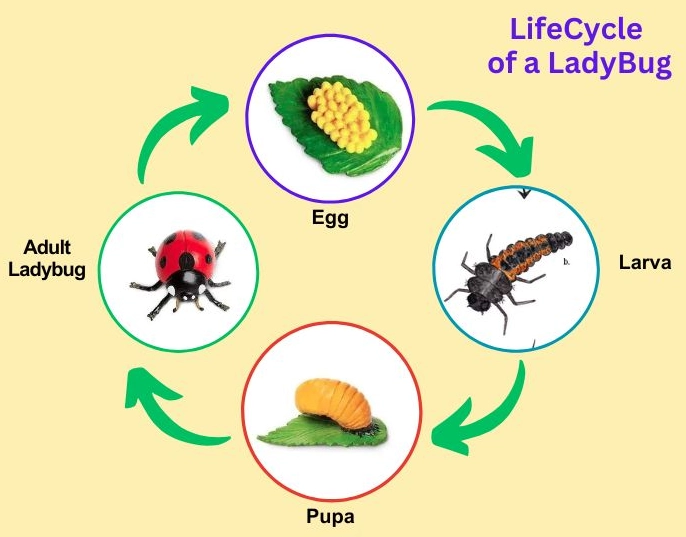 ladybug life cycle