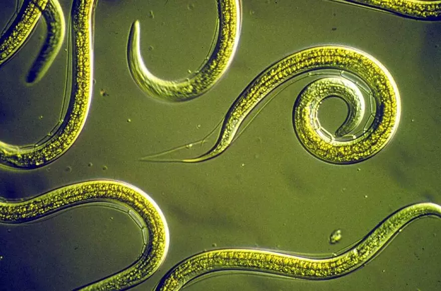 beneficial nematodes