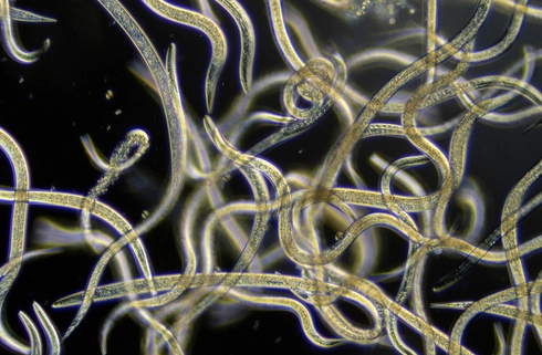 root knot nematodes