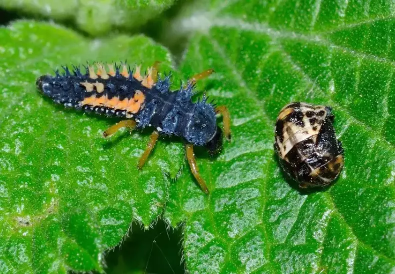 ladybug larvae identification