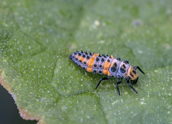 how to attract ladybug larvae