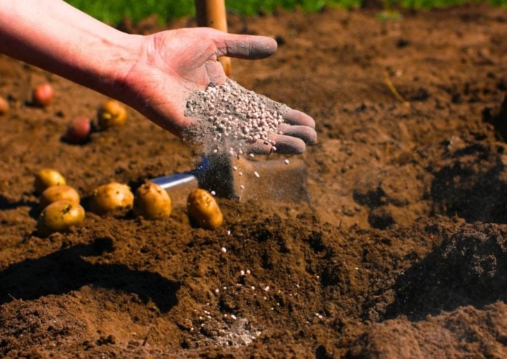potato fertilizer schedule potato fertilizer schedule