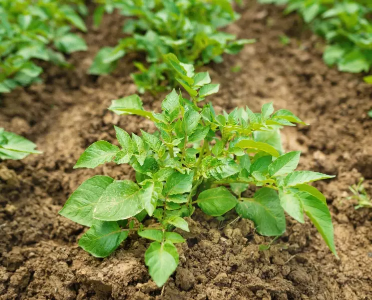 potato fertilizer schedule potato fertilizer schedule