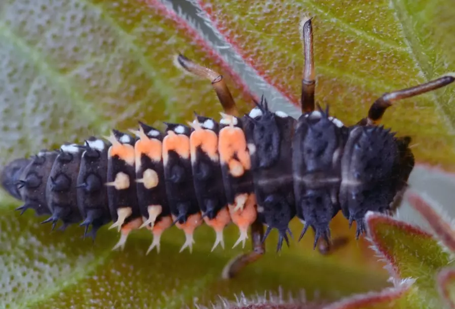 benefits of ladybug larvae