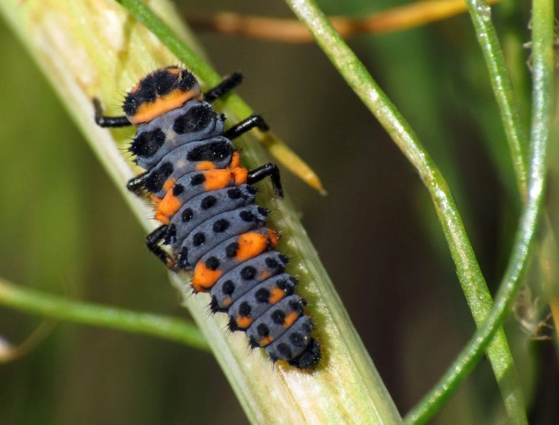 ladybug larvae identification