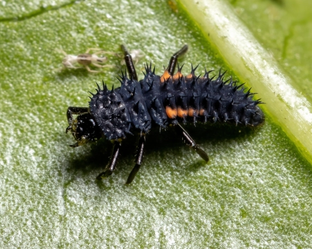 benefits of ladybug larvae