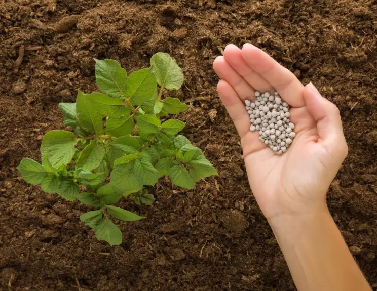 best fertilizer for potatoes best fertilizer for potatoes