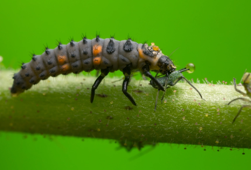 how to attract ladybug larvae