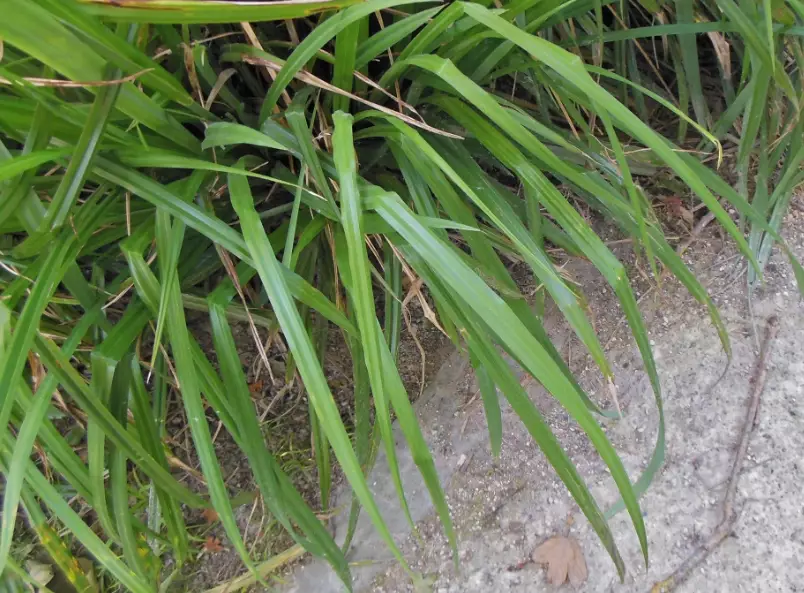 low maintenance lawn