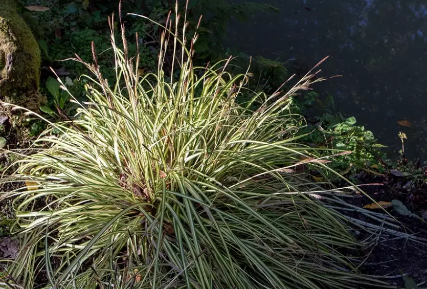 ornamental grasses