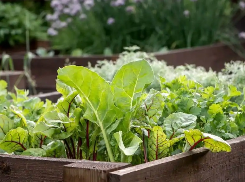raised bed gardening
