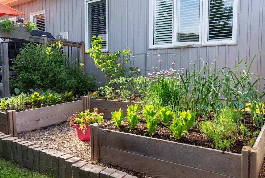 raised bed gardening