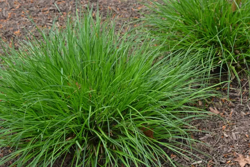 low maintenance lawn