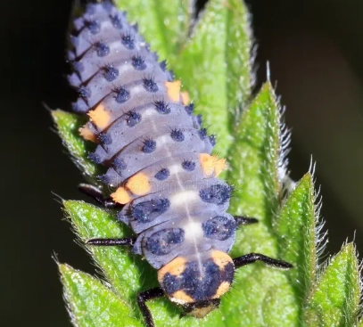 ladybug nymph identification