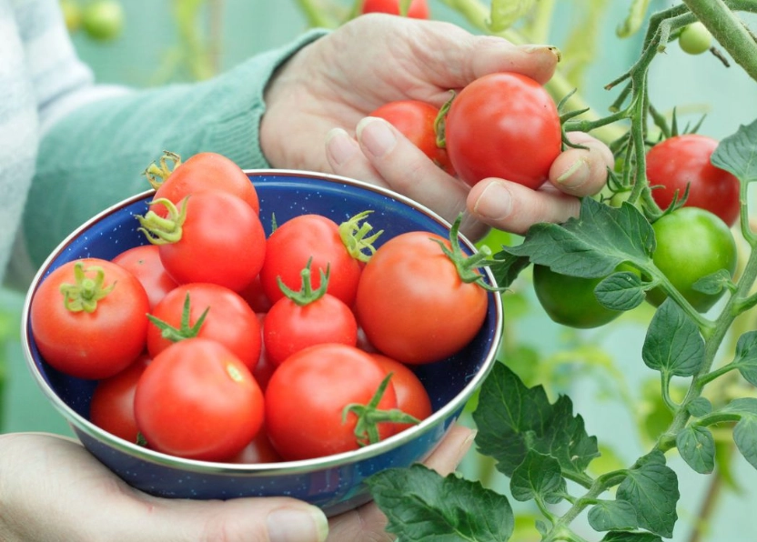 how to pick tomatoes