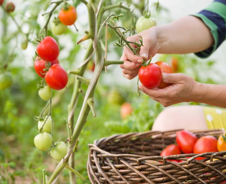 tomato harvesting tips