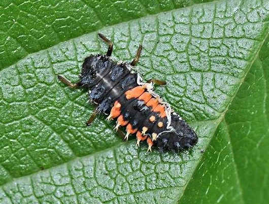 ladybug larvae