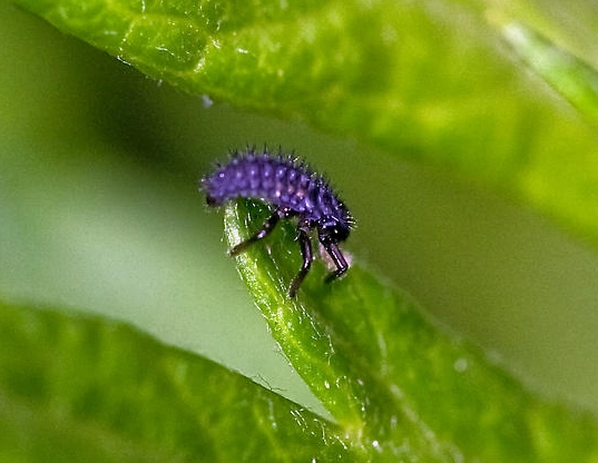 ladybug larvae