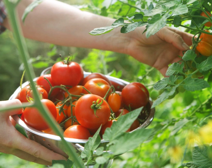 tomato harvesting tips
