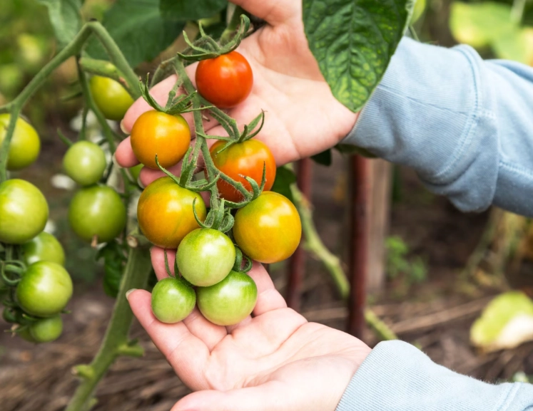 how to pick tomatoes