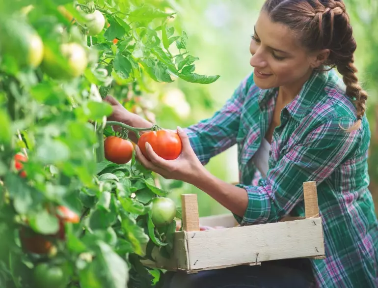 when to pick tomatoes