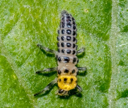 ladybug larvae
