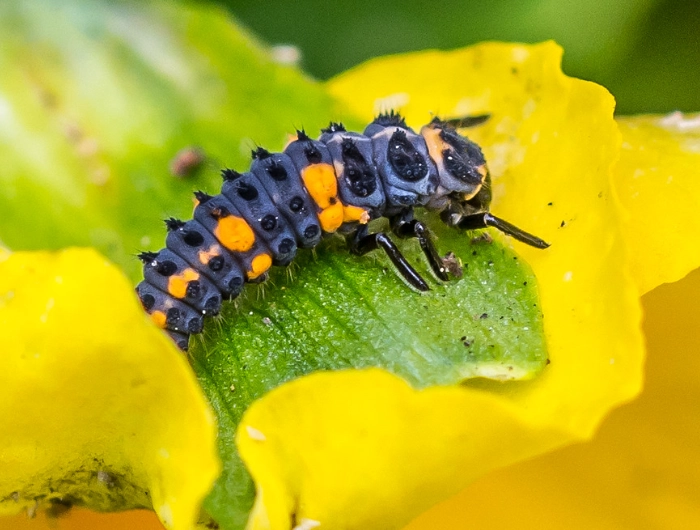 ladybug nymph identification