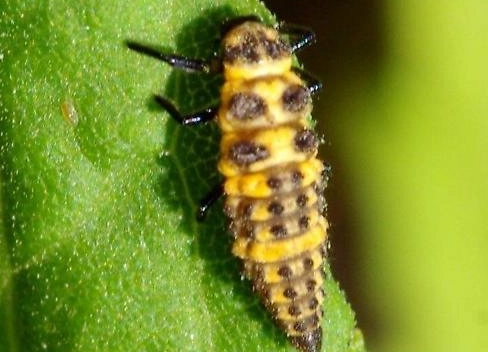 beneficial insects garden