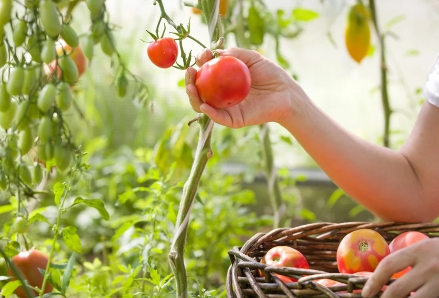 when to pick tomatoes