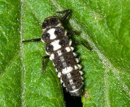 beneficial insects garden