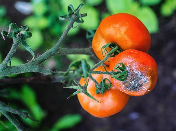 tomato leaf curl treatment