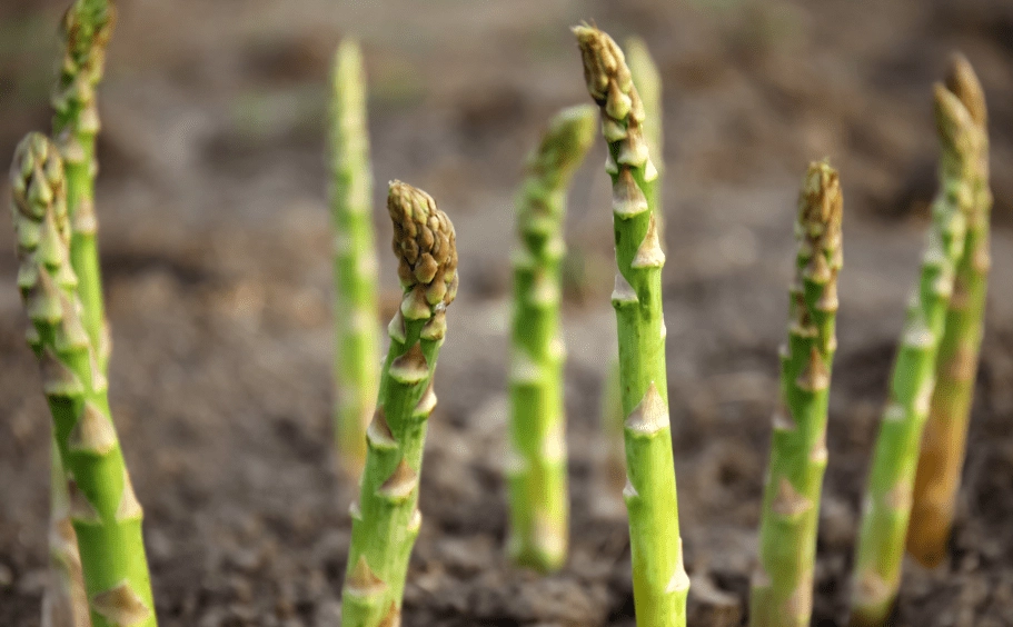 asparagus care tips asparagus care tips