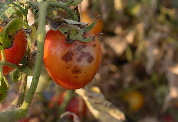 how to treat tomato blight