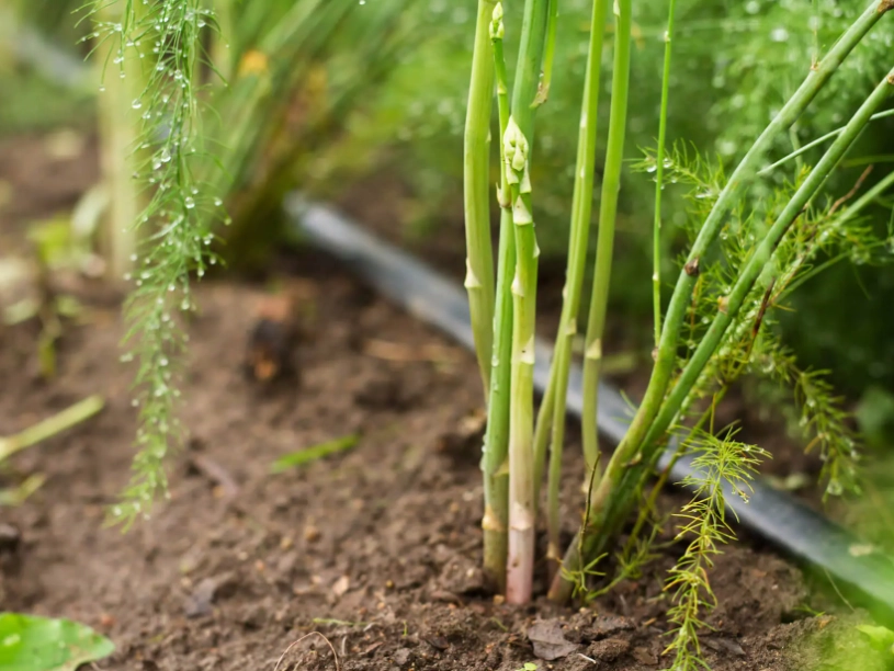asparagus planting guide asparagus planting guide