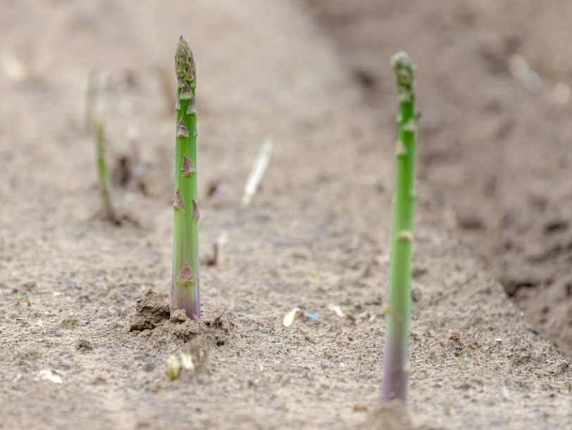 asparagus planting guide asparagus planting guide