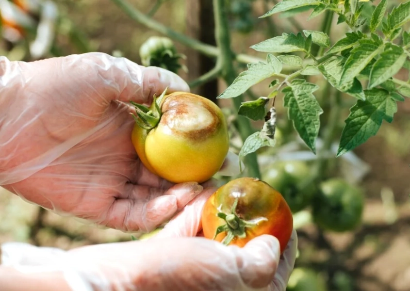 how to treat tomato blight