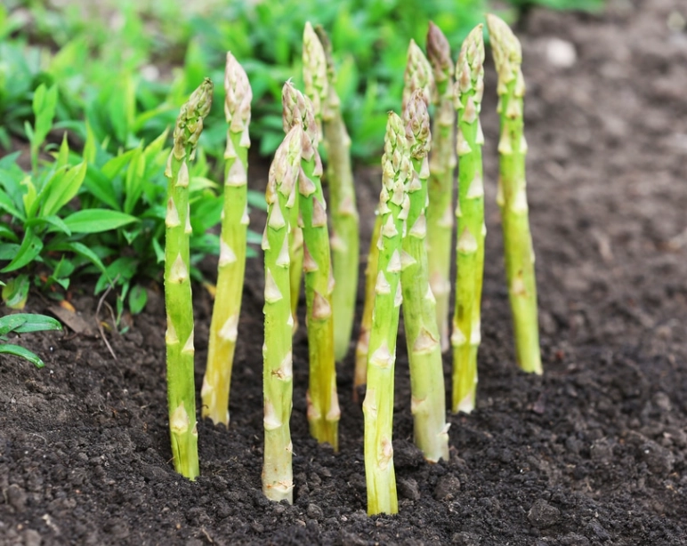 how to grow asparagus how to grow asparagus
