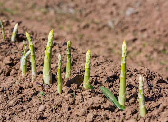 asparagus care tips asparagus care tips