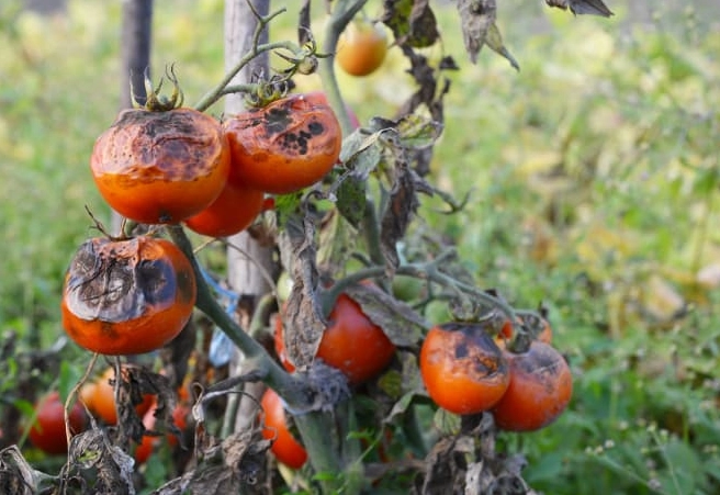 tomato plant diseases treatment