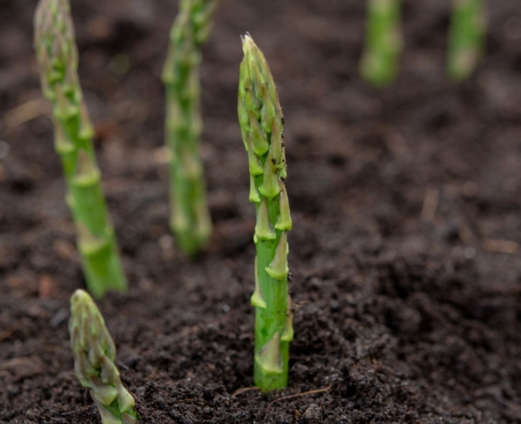 how to grow asparagus how to grow asparagus