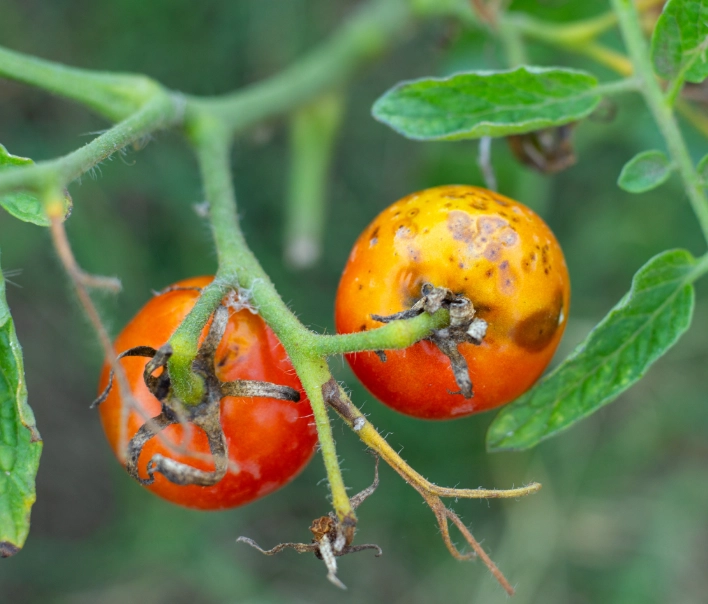 tomato plant diseases treatment