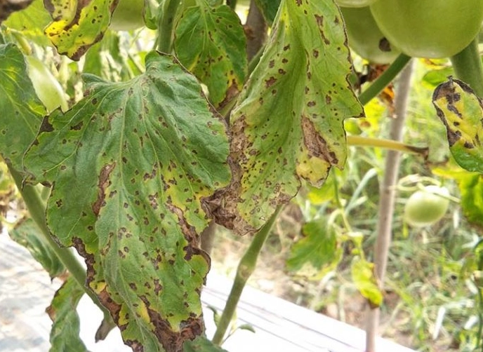 tomato leaf curl treatment