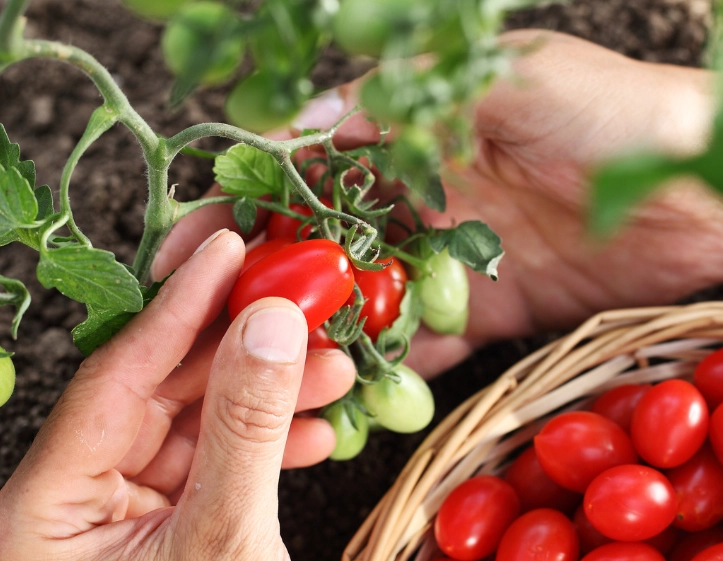 how to tell if a tomato is ripe