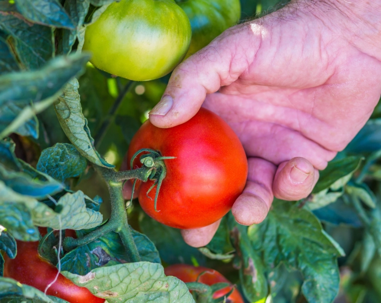 how to tell if a tomato is ripe