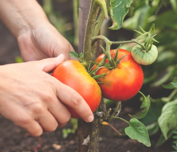 tomato harvesting tips