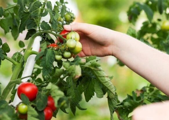 when to pick tomatoes
