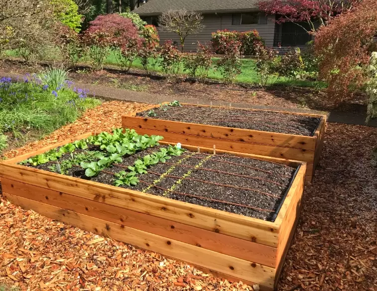 raised bed gardening for beginners